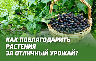 Как поблагодарить растения за отличный урожай? Как поблагодарить растения за отличный урожай?