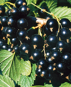 Саженцы Смородина черная Сокровище