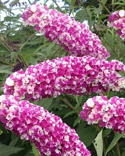 Буддлея Беррис энд Крим