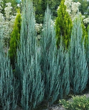 Можжевельник скальный Блю Эрроу