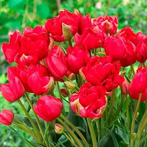 Тюльпан многоцветковый махровый Эстетик