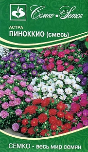 Цветы Астра Пиноккио