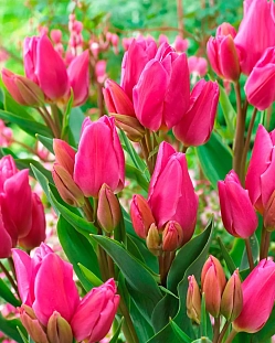 Тюльпан многоцветковый Хэппи Фэмили