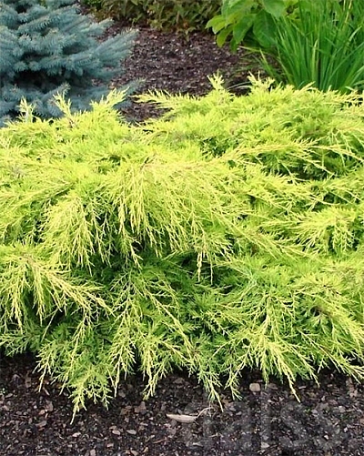 Можжевельник средний Голд Стар