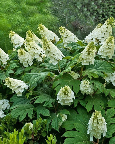 Гортензия дуболистная Алиса