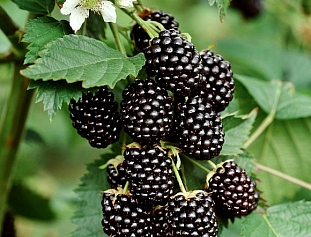 Ежевика Юхас