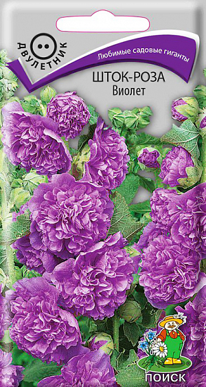 <div>
 Семена Мальва (шток-роза) Виолет.
</div>
<p style="color: #191919;">
 <span style="font-weight: 700;">Классические садовые гиганты.</span> Стебель мощный, ветвистый, высотой до 2 м. Крупные бархатистые махровые цветки сине-фиолетовой окраски собраны в длинные кистевидные соцветия. Цветет в июле-сентябре. Используются для небольших групп на газоне, миксбордеров, декорирования стен, заборов и на срезку. Срезанные стебли в стадии бутонов распускаются в воде.<br>
 <span style="font-weight: 700;"><br>
 </span>
</p>
<p style="color: #191919;">
 <span style="font-weight: 700;">Агротехника.</span> Растение теплолюбивое, засухоустойчивое. Предпочитает плодородные, хорошо дренированные почвы и солнечное место. На открытых участках необходимо подвязывать. Посев семян производят в мае-июне в открытый грунт на разводочные гряды. При температуре почвы +18 °С всходы появляются на 14-20 день. В августе-сентябре растения рассаживают на постоянное место, выдерживая расстояние между ними 50 см.
</p>
 <br>