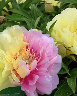 Пион Лемон Дрим