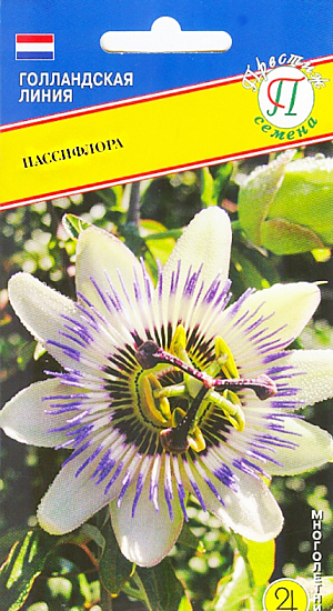 Семена Пассифлора.
Многолетник. Идеальное растение для вертикального озеленения. Они быстро растут, отличаются жизнестойкостью, изысканным ароматом, обильно и продолжительно цветут. Кроме того это превосходное вьющееся растение для дома или зимнего сада. Цветки обычно белые или голубые 6-10 см в диаметре. Плоды по форме и размерам похожи на куриное яйцо, только желтого цвета. Они легки в выращивании и неплохо себя чувствуют даже в небольших горшках. В летний период можно выносить на улицу и использовать для украшения беседок. Посев на рассаду с января по март. Семена замачивают в воде на сутки, затем высевают в почвенную смесь. При появлении ростков стекло убирают. Некоторые семена прорастают до 12-ти месяцев. При дальнейшем выращивании требуют солнечного местоположения. Обильный полив и еженедельные подкормки до августа. Не переносит застоя влаги. Обильно цветет с весны до осени.