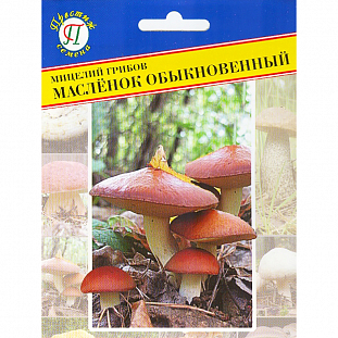 Мицелий грибов Маслёнок обыкновенный 