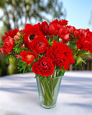 Ветреница (анемона) корончатая Фуллстар Ред