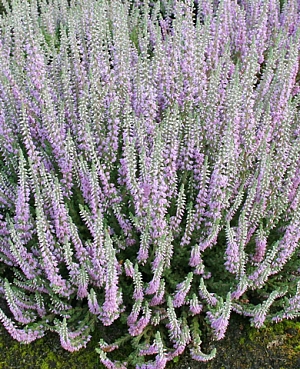 Вереск обыкновенный Сильвер Найт