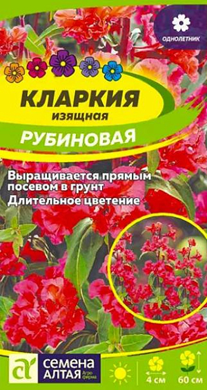 Семена Кларкия Рубиновая изящная<br>
 <br>
 Яркоцветущее стройное однолетнее растение с прямостоячими густоветвистыми стеблями высотой 60 см. В пазухах верхних листьев расположены многочисленные махровые цветки диаметром 3-4 см, насыщенной рубиновой окраски, напоминающие миниатюрные розочки. На ветвях цветение происходит снизу вверх. Кларкия будет изящно смотреться на клумбах, станет прекрасным украшением Вашего сада, в срезке сохраняет декоративность 5-6 дней. Холодостойкое, светолюбивое растение. Предпочитает солнечные участки на легких питательных почвах без свежей органики и застоя влаги. Размножают посевом семян в открытый грунт в апреле-мае сразу на постоянное место. <br>