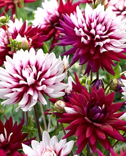 Георгин декоративный Ребекказ Ворлд