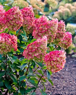 Гортензия метельчатая Колорфул Коктейль