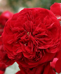 Роза флорибунда Красная шапочка (горшок 2 литра)