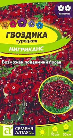 Семена Гвоздика турецкая "Нигриканс".<br>
Великолепный травянистый двулетник с необычной завораживающей окраской соцветий! Формирует компактные кустики высотой до 50 см. Стебли многочисленные прямые прочные, узловатые, увенчаны шапками соцветий темно-бордового цвета. Листья сидячие ланцетовидные меняют окраску от темно-зеленой к бордовой. К концу первого года образуют прикорневую розетку. Используется в сборных цветниках для создания цветовых акцентов и для срезки. Неприхотливое холодостойкое растение, предпочитает солнечные участки с легкой плодородной, хорошо дренированной почвой с нейтральной реакцией. Кислые почвы необходимо нейтрализовать известью. Посев семян проводят в конце мая – начале июня на разводочные гряды на глубину 0,5-1 см. Сеянцы в фазе 2-3 настоящих листьев продергивают или пикируют с интервалом 10 см. В августе их пересаживают на постоянное место с интервалом 20-30 см. В первый год растение формирует розетку листьев. На зиму молодые растения желательно укрыть лапником. Цветение наступает на второй год и длится с июля по август.