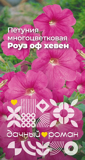 Семена Петуния многоцветковая Роуз оф хевен

Очаровательная компактная петуния. Образует плотные густоветвистые кустики, обильно покрытые цветками до 8 см в диаметре. Растение светолюбивое, засухоустойчивое, жаростойкое. Несмотря на кажущуюся хрупкость лепестков, хорошо переносит воздействие дождя и ветра, не теряя декоративности. Используется для посадки на клумбах, в кашпо и подвесных корзинах.