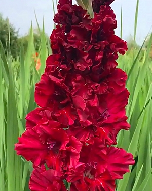 Гладиолус Вельвет Расберри