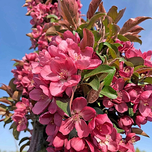 Яблоня декоративная колоновидная Малиновое ожерелье