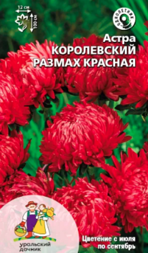 Сортотип – пионовидный. Сорт ранний, относится к великолепной серии крупноцветковых, срезочных астр. Растение высотой 100 см. Соцветия крупные, густомахровые, шаровидной формы, диаметром более 12 см. Язычковые цветки – прямостоячие. Отличительной особенностью данной серии является высокая устойчивость к болезням и неблагоприятным погодным условиям, а также длительное и обильное цветение, что даёт великолепный материал для срезки.