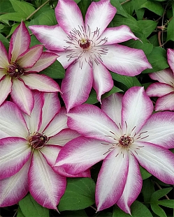 Клематис Пикоти