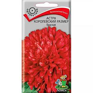 Семена Астра Королевский размер Красная