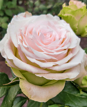 Роза чайно-гибридная Ла Перла