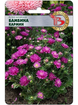 Компактное, но объемное растение.
Шарообразный кустик шириной до 45 см и всего 20 -30 см в высоту, усыпан огромным числом ярких соцветий, разной степени махровости.
Цветение одного растения продолжается до двух месяцев.
Отлично выглядит не только на клумбах, но и в широких вазонах и кашпо. 

"БАМБИНА" - это новый, необычный сортотип астры. Аналогов этой серии нет в мировой селекции.

Выращивать (за исключением южных регионов) рекомендуется через рассаду, поскольку от посева до начала цветения обычно проходит четыре месяца.

Посев: с начала марта по середину апреля - для цветения в июле - августе. Семена равномерно распределяют по поверхности подготовленного чистого (для избежания поражения сеянцев черной ножкой) грунта, смоченного теплой водой. Прорастание: 2-12 дней (зависит от условий хранения семян) при температуре 20 - 24°С.

Пикировка: в фазе 2-3 настоящих листьев в горшочки диаметром 7 - 10 см. Оптимальная температура при выращивании 16-20°С.

Высадка в грунт или перевалка в окончательный объем в вазоны только после того, как корни освоят весь субстрат в рассадных горшочках. Для вазонов рекомендуем не менее 3 – 5 л грунта на одно растение. При высадке на клумбы рекомендуется схема 40x30см, 6 - 8 растений на м2.

Лучший финальный грунт: богатые гумусом суглинистые почвы, pH 5,5-6,5.

Удобрение: комплексное минеральное, сначала с преобладанием фосфора, после массового образования боковых побегов – азота.

Важно, во избежание потери всхожести после приобретения, семена астры следует хранить в холодильнике при небольшой положительной температуре.