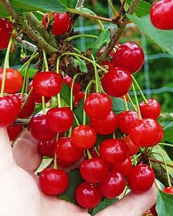 Вишня кустовая Гномик