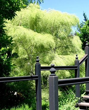 Берёза карликовая Тростс дварф