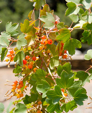 Саженцы Смородина Солнышко