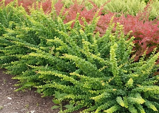 Барбарис тунберга Грин орнамент