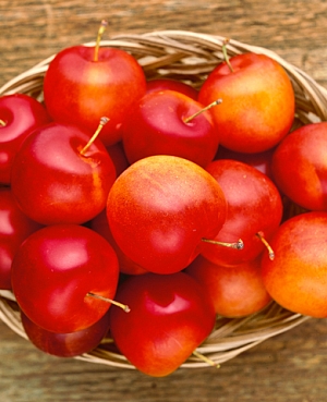 Саженцы Слива Скороплодная