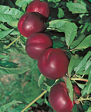 Саженцы Слива Уральская красная