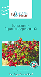 Боярышник перистонадрезанный