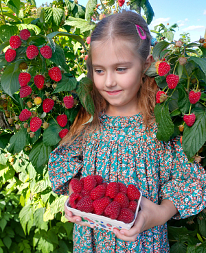 Саженцы Малина ремонтантная Полесье