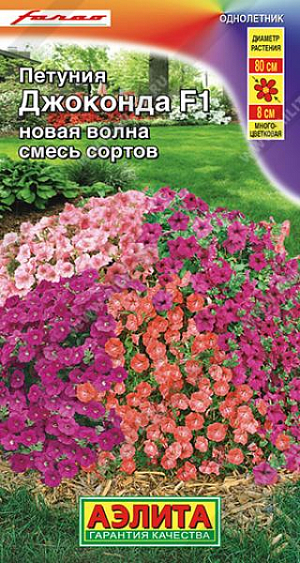 Петуния итальянской селекции компании Farao с непревзойденными характеристиками. Благодаря гену мужской стерильности она дает ошеломляющее количество цветков и непрерывно цветет с весны до поздней осени. Адаптируется к широкому диапазону температур – успешно выдерживает кратковременные заморозки до – 5°С и экстремальную жару. Гибрид формирует мощные кусты высотой 25-30 см с интенсивным ветвлением. В ширину они достигают 60-80 см, но при регулярных подкормках вырастают значительно большего размера. Цветки Ø 7-8 см, не травмируются дождями и сильным ветром. Петуния серии Джоконда является серьезной конкуренткой сурфиниям, которые могут размножаться только вегетативно. Украсит собой клумбы, рабатки, подвесные корзины и садовые вазы.