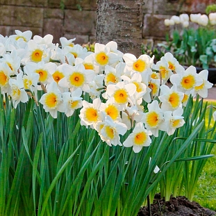 Нарцисс Айс Фоллис