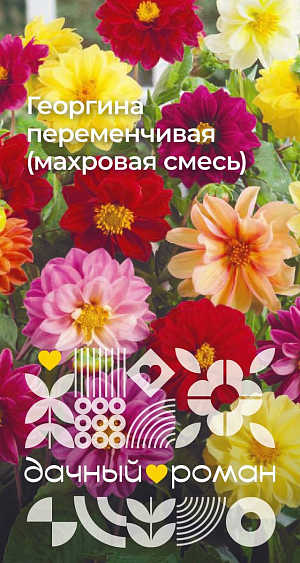 Семена Георгина переменчивая (махровая смесь)

Жизнерадостная и стойкая смесь раннецветущих георгинов. Растения невысокие, компактные, с крупными, до 8 см, махровыми соцветиями разнообразных окрасок. Цветение продолжительное, обильное, до заморозков. Прекрасное украшение для вазонов, балконных ящиков, бордюров и клумб. Для продления цветения увядшие соцветия необходимо срезать.