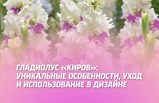 ГЛАДИОЛУС 'КИРОВ': УНИКАЛЬНЫЕ ОСОБЕННОСТИ, УХОД И ИСПОЛЬЗОВАНИЕ В ДИЗАЙНЕ.