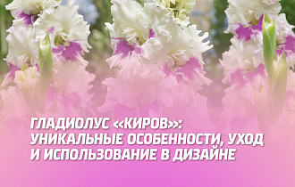 ГЛАДИОЛУС 'КИРОВ': УНИКАЛЬНЫЕ ОСОБЕННОСТИ, УХОД И ИСПОЛЬЗОВАНИЕ В ДИЗАЙНЕ.