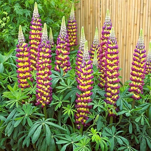 Люпин фиолетово-жёлтый