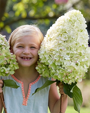 Гортензия метельчатая Геркулес