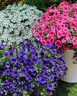 Набор супертуний №2