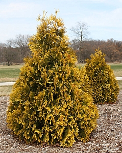 Туя западная Санкист