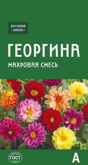 Семена Георгина переменчивая (махровая смесь)

Жизнерадостная и стойкая смесь раннецветущих георгинов. Растения невысокие, компактные, с крупными, до 8 см, махровыми соцветиями разнообразных окрасок. Цветение продолжительное, обильное, до заморозков. Прекрасное украшение для вазонов, балконных ящиков, бордюров и клумб. Для продления цветения увядшие соцветия необходимо срезать.