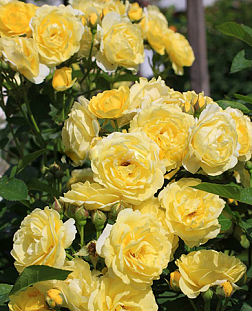 Роза флорибунда Голден Бордер (Golden Border)