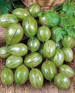 Саженцы Крыжовник Уральский изумруд