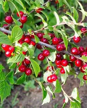 Вишня войлочная Огонёк